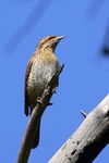 Wryneck