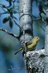 Yellow Warbler