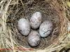 Yellowhammer