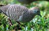 Zebra dove