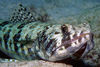 Lizard fish