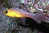 Cardinalfish