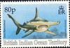 Great hammerhead shark