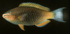 Marquesan parrotfish