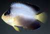 Multicolor angelfish