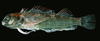 Rapa triplefin