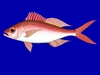 Red snapper