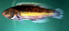 Yellowband wrasse