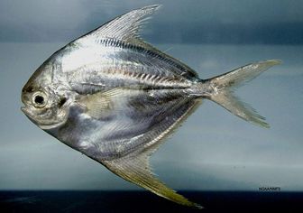 fish paru butter butterfish animals american melanopterus