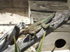 Anegada ground iguana