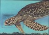 Hawksbill Turtle