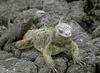 Marine Iguana