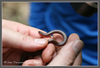 Worm Snake