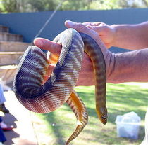Woma - a Snake With a Neck