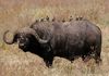 African buffalo