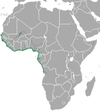 African manatee