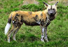 African wild dog