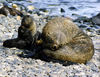 Antarctic fur seal