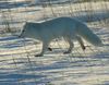 Arctic fox