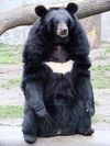 Asiatic black bear