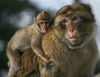 Barbary macaque