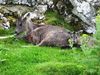 Chinese goral