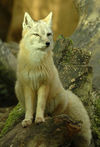 Corsac fox