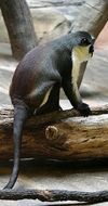 Diana monkey