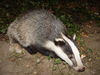 Eurasian badger