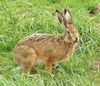 European hare