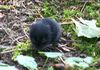 European pine vole