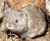 European snow vole