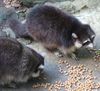Guadeloupe raccoon