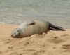 Hawaiian monk seal