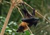 Indian flying fox