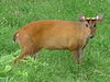 Indian muntjac