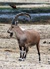 Nubian ibex