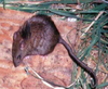 Polynesian rat