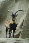 Spanish ibex