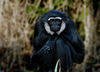 agile gibbon