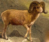 argali