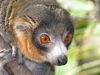 brown lemur