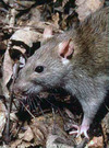 brown rat