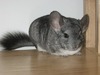 chinchilla