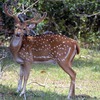 chital