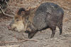 collared peccary