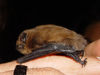 common pipistrelle