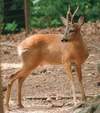 eastern roe deer