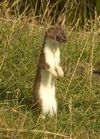 ermine