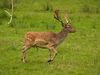 fallow deer